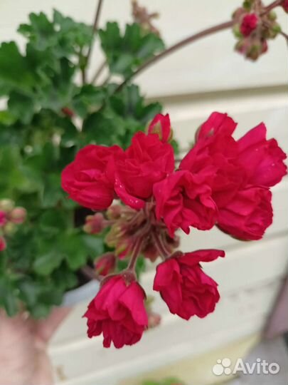 Пеларгонии