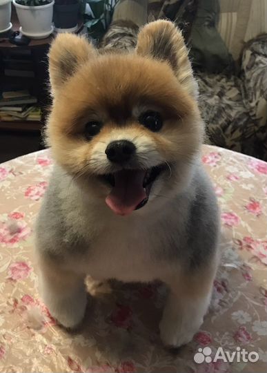 Стрижка собак и кошек (выезд на дом)