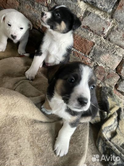 Отдам щенков в добрые руки