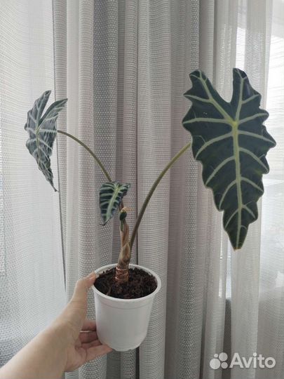 Алоказия Полли взрослая обмен