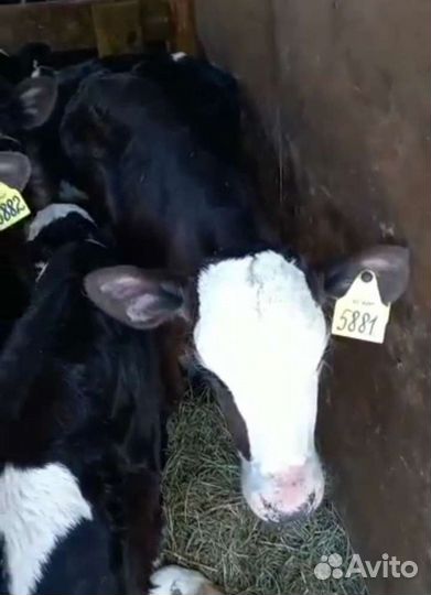 Бычки мясного направления