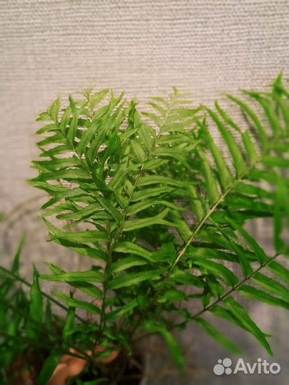 Нефролепис Princess