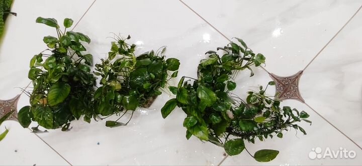 Аквариумные рыбки и растения