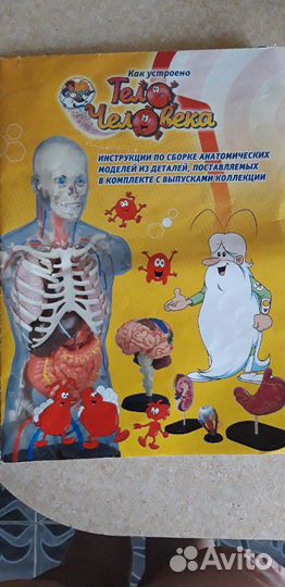 Анатомическая модель 