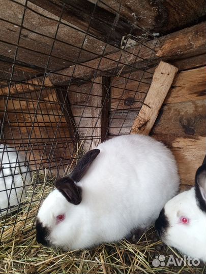 Калифорнийские кролики