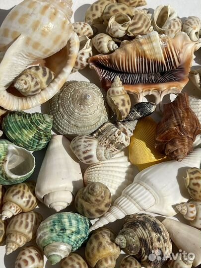 Набор ракушек