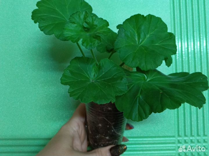 Герань пеларгония