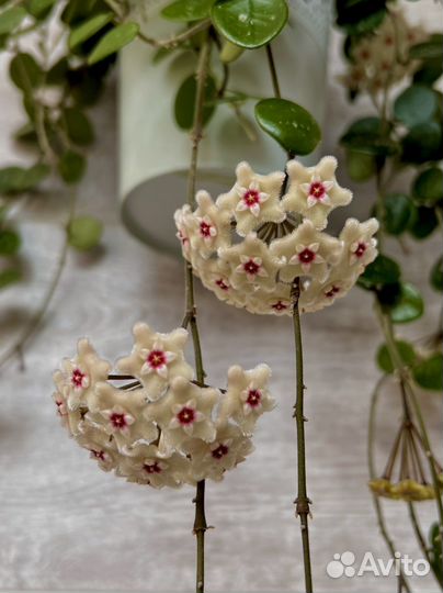 Хойя Матильда сплеш, Кентиана вар, Обовата вар