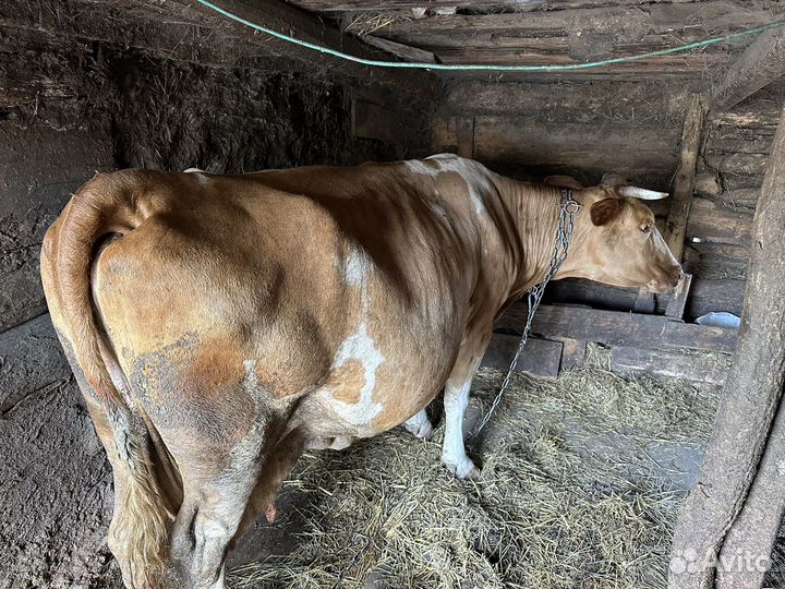 Корова высокоудойная