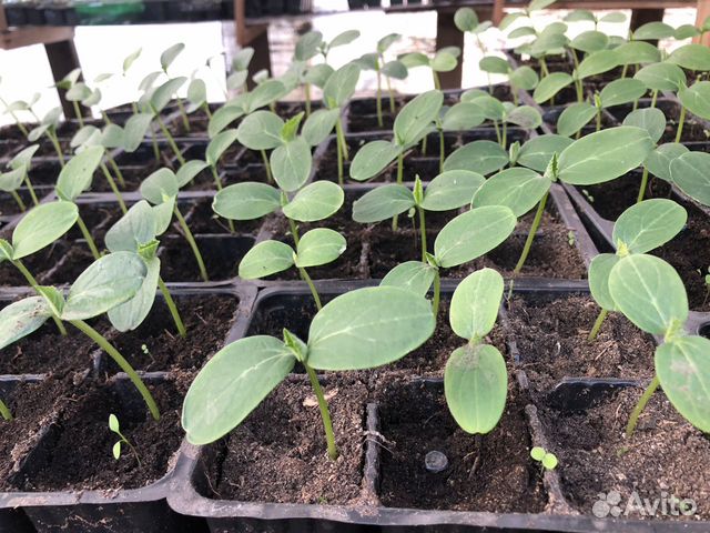 Продам рассаду овощных,клубники, саженцы ягодников