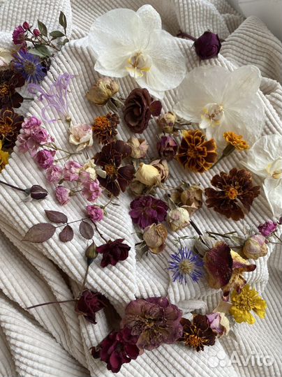 Сухоцветы для творчества