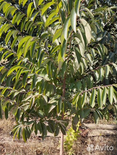 Дерево хурмы