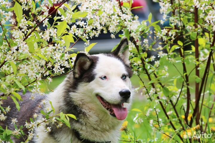 Симпатяшка Хася