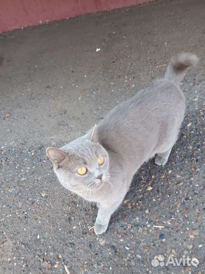 Кошка в добрые руки