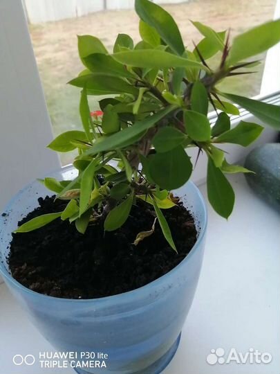 Суккулент, многолетнее растение