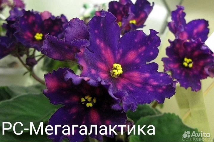 Продам детки сортовых фиалок