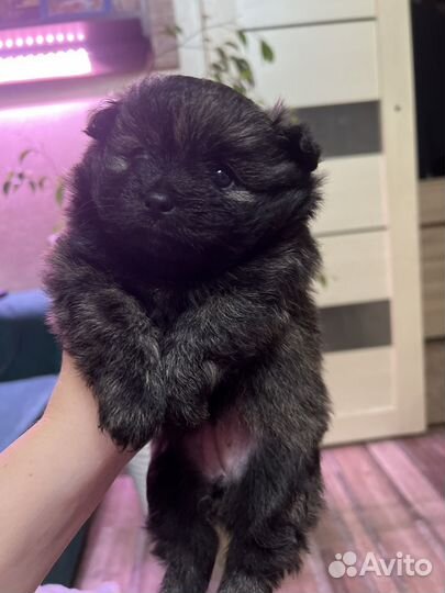 Померанский шпиц мини