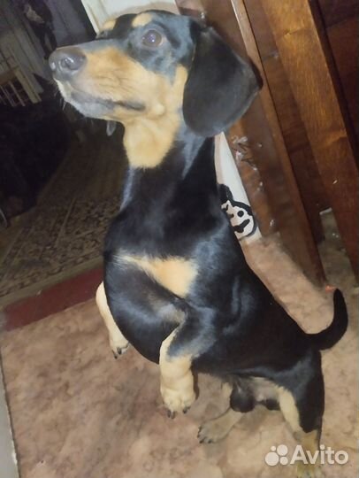 Такса - плакса