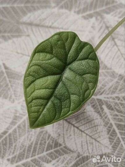 Алоказия мело