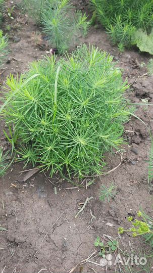 Молочай пушистик