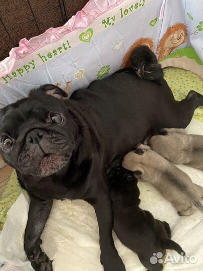Щенки мопса девочки