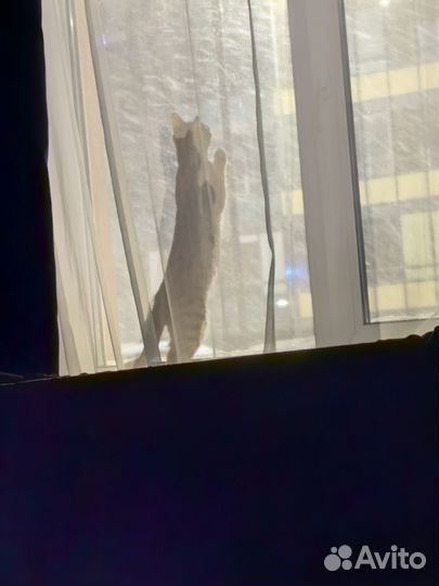 Рыжий котенок в добрые руки