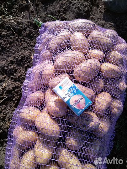 Продам картофель
