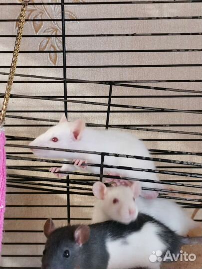 Крыса дамбо