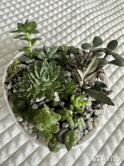 Флорариум, садик из суккулентов