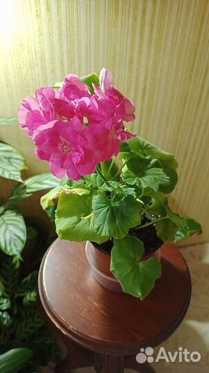 Пеларгония герань