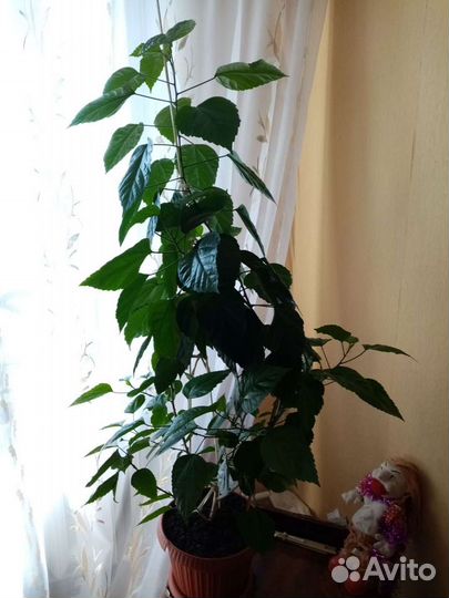 Гибискус китайская роза