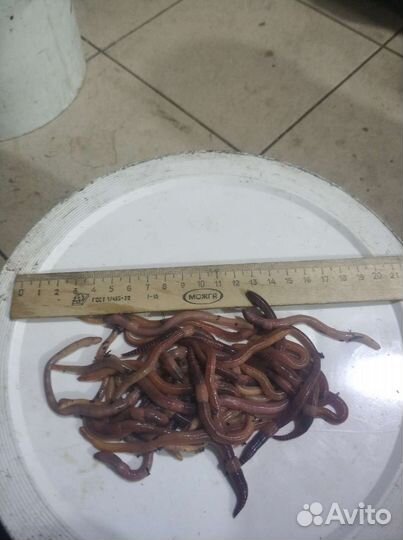 Черви для рыбалки дэндробена