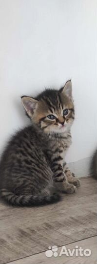 Шотландская вислоухая кошка бесплатно