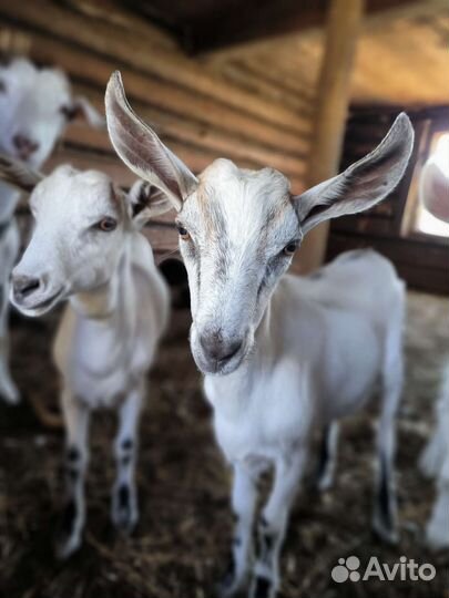 Козочка, 4 мес