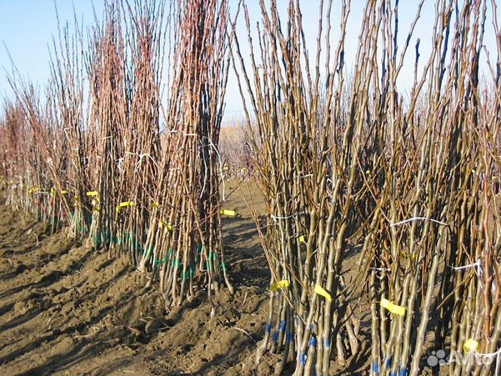 Саженцы плодовых деревьев