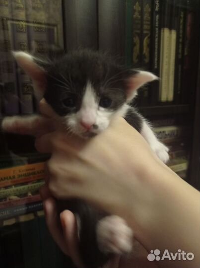 Котенок ориентал