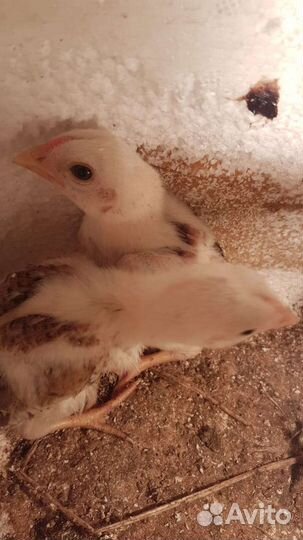 Бойцовые петухи яйца инкубационные