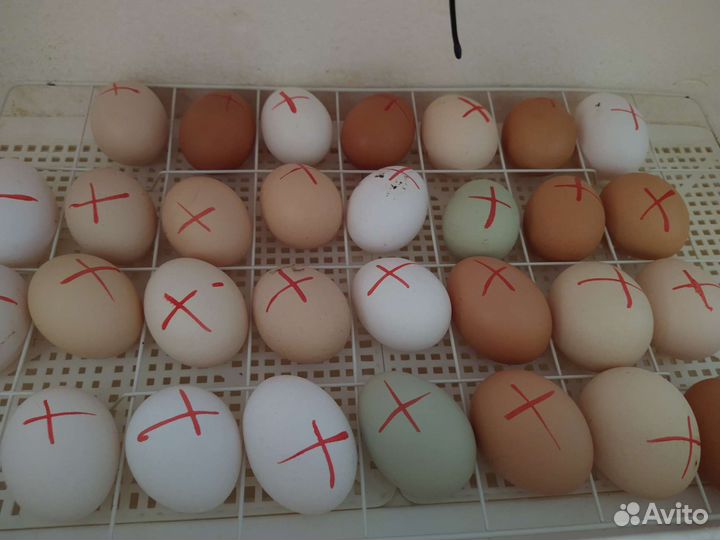 Инкубационное яйцо кур несушек