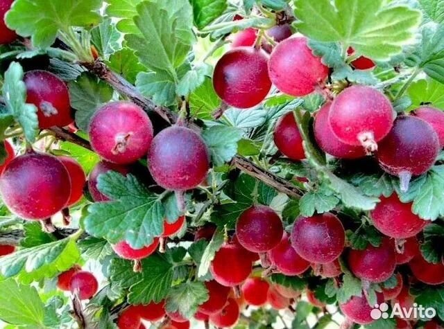 Смородина сладкая черная, белая, крыжовник саженцы