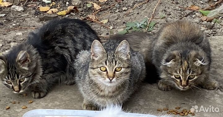 Замечательные котята подростки