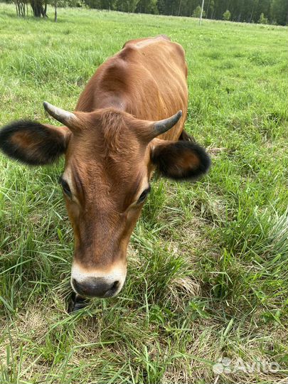 Продаю телочку