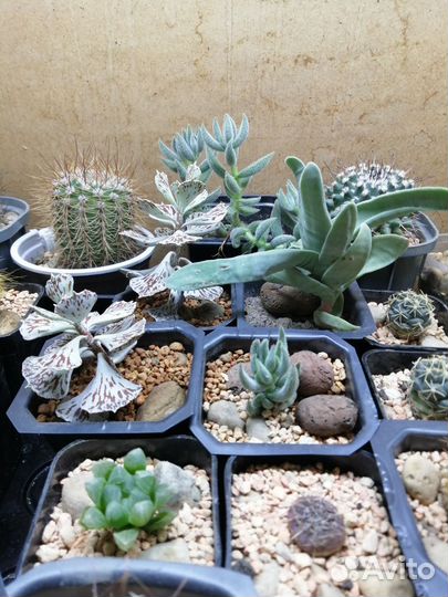 Кактусы и суккуленты в павильончике