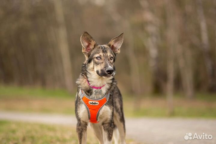 Собака бесплатно