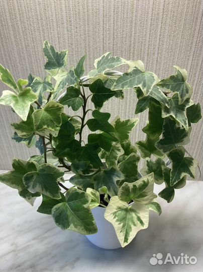 Хедера хеликс вайт (плющ)