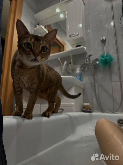 Кошка в дар бесплатно