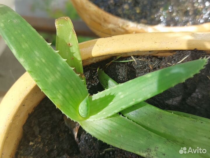 Алоэ вера растение в керамическом горшке