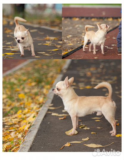 Кобели вязка чихуахуа