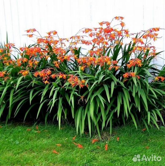 Монбреция японский гладиолус