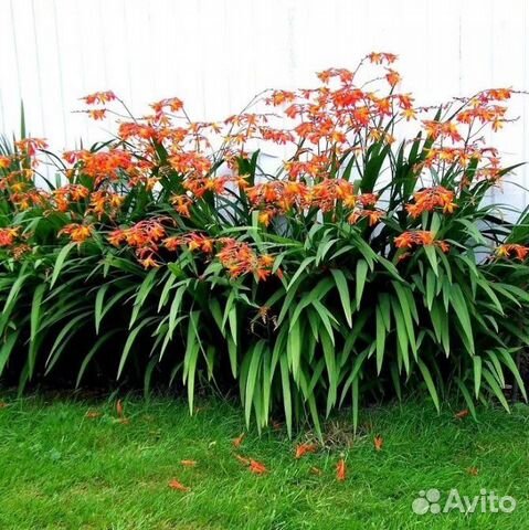 Монбреция японский гладиолус