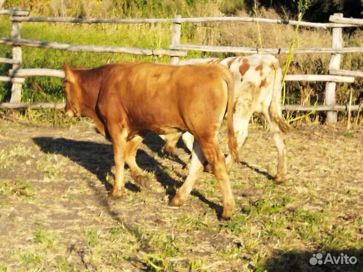 Бычки и быки